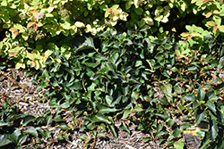 Rose Sensation Hydrangea Vine (Schizophragma hydrangeoides 'Minsens') at Stonegate Gardens