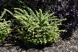 Sunjoy Sequins Japanese Barberry (Berberis thunbergii 'Arlene') at Lakeshore Garden Centres