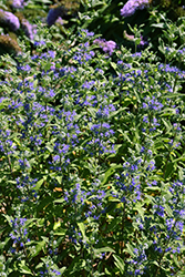 Beekeeper Caryopteris (Caryopteris x clandonensis 'Minigold') at Stonegate Gardens