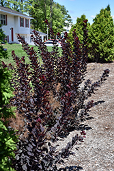 Winecraft Black Smokebush (Cotinus coggygria 'NCCO1') at Stonegate Gardens