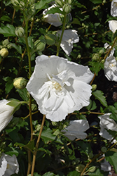 White Pillar Rose of Sharon (Hibiscus syriacus 'Gandini van Aart') at Lakeshore Garden Centres