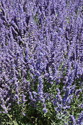 Denim 'n Lace Russian Sage (Perovskia atriplicifolia 'Denim 'n Lace') at Lakeshore Garden Centres