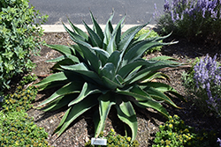 Iron Man Mangave (Mangave 'Iron Man') at Lakeshore Garden Centres
