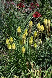 Lady Luck Torchlily (Kniphofia 'Lady Luck') at A Very Successful Garden Center