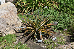 Kaleidoscope Mangave (Mangave 'Kaleidoscope') at Lakeshore Garden Centres