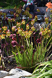 Conversation Piece Pitcher Plant (Sarracenia x moorei 'Conversation Piece') at Lakeshore Garden Centres