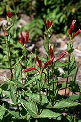 Apple Slice Indian Pink (Spigelia marilandica 'Apple Slice') at Lakeshore Garden Centres