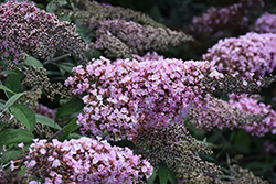 Pink Cascade II Butterfly Bush (Buddleia 'Pink Cascade II') at Lakeshore Garden Centres