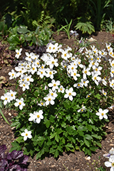 Wild Swan Anemone (Anemone 'Macane001') at A Very Successful Garden Center