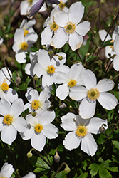 Wild Swan Anemone (Anemone 'Macane001') at A Very Successful Garden Center