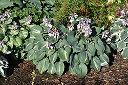 Touch Of Class Hosta (Hosta 'Touch Of Class') at Lakeshore Garden Centres