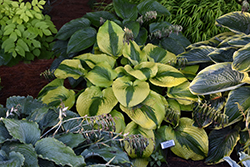 Afterglow Hosta (Hosta 'Afterglow') at Stonegate Gardens