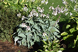 Dancing With Dragons Hosta (Hosta 'Dancing With Dragons') at Stonegate Gardens
