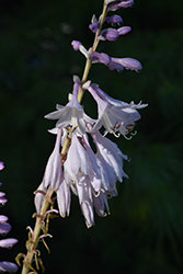 Shadowland Miss America Hosta (Hosta 'Miss America') at Lakeshore Garden Centres