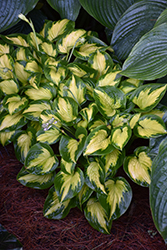 Shadowland Etched Glass Hosta (Hosta 'Etched Glass') at Stonegate Gardens