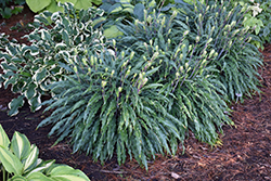 Silly String Hosta (Hosta 'Silly String') at Lakeshore Garden Centres
