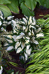 Fire and Ice Hosta (Hosta 'Fire and Ice') at A Very Successful Garden Center