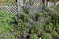 Stand By Me Bush Clematis (Clematis 'Stand By Me') at Lakeshore Garden Centres