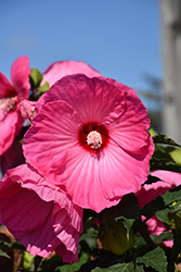Airbrush Effect Hibiscus (Hibiscus 'Airbrush Effect') at Lakeshore Garden Centres