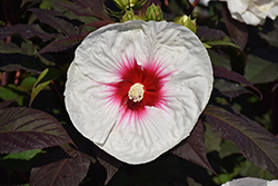 Mocha Moon Hibiscus (Hibiscus 'Mocha Moon') at Lakeshore Garden Centres