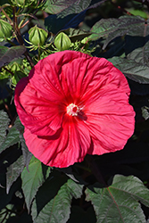 Mars Madness Hibiscus (Hibiscus 'Mars Madness') at A Very Successful Garden Center