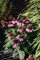 Double Dipped Strawberry Mousse Coneflower (Echinacea 'Strawberry Mousse') at Wallitsch Nursery And Garden Center