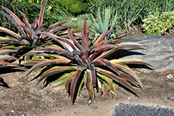 Life On Mars Mangave (Mangave 'Life On Mars') at Lakeshore Garden Centres