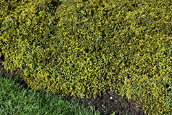 Little Miss Sunshine Stonecrop (Sedum 'Little Miss Sunshine') at Lakeshore Garden Centres