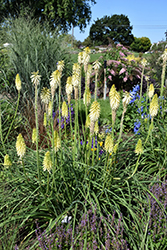 Pyromania Flashpoint Torchlily (Kniphofia 'Flashpoint') at A Very Successful Garden Center