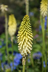 Pyromania Flashpoint Torchlily (Kniphofia 'Flashpoint') at A Very Successful Garden Center
