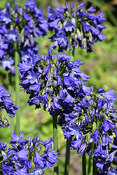 Ever Sapphire Agapanthus (Agapanthus 'ANDbin') at Lakeshore Garden Centres