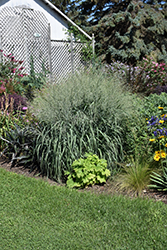 Prairie Winds Niagara Falls Switch Grass (Panicum virgatum 'Niagara Falls') at Lakeshore Garden Centres