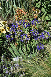 Ever Midnight Agapanthus (Agapanthus 'SDB002') at Lakeshore Garden Centres