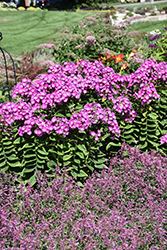 Garden Girls Cover Girl Garden Phlox (Phlox paniculata 'Cover Girl') at A Very Successful Garden Center