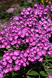 Garden Girls Cover Girl Garden Phlox (Phlox paniculata 'Cover Girl') at Lakeshore Garden Centres