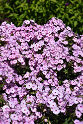 Garden Girls Fancy Girl Garden Phlox (Phlox paniculata 'Fancy Girl') at Lakeshore Garden Centres