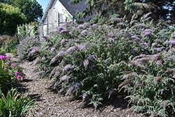 Lilac Cascade Butterfly Bush (Buddleia 'Lilac Cascade') at Lakeshore Garden Centres