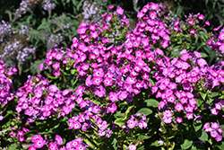 Garden Girls Dream Girl Garden Phlox (Phlox paniculata 'Dream Girl') at Lakeshore Garden Centres