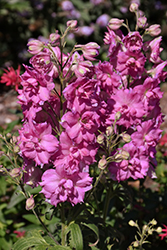 Pink Punch Larkspur (Delphinium 'Pink Punch') at Lakeshore Garden Centres