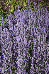Sage Advice Russian Sage (Perovskia atriplicifolia 'Sage Advice') at Lakeshore Garden Centres