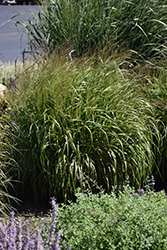 Prairie Winds Apache Rose Switch Grass (Panicum virgatum 'Apache Rose') at Lakeshore Garden Centres