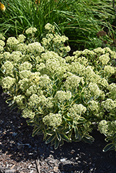 Frosted Fire Stonecrop (Sedum 'Frosted Fire') at Lakeshore Garden Centres