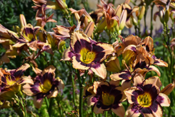 Inkheart Daylily (Hemerocallis 'Inkheart') at Lakeshore Garden Centres