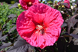 Summerific Evening Rose Hibiscus (Hibiscus 'Evening Rose') at A Very Successful Garden Center