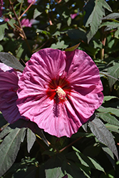 Summerific Berry Awesome Hibiscus (Hibiscus 'Berry Awesome') at Lakeshore Garden Centres
