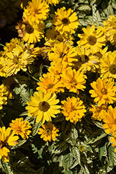 Bit Of Honey False Sunflower (Heliopsis helianthoides 'Bit Of Honey') at Lakeshore Garden Centres
