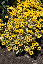 Touch Of Blush False Sunflower (Heliopsis helianthoides 'Touch Of Blush') at Lakeshore Garden Centres