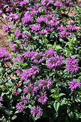 Upscale Lavender Taffeta Beebalm (Monarda 'Lavender Taffeta') at A Very Successful Garden Center
