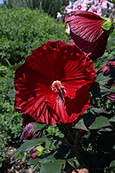Summerific Cranberry Crush Hibiscus (Hibiscus 'Cranberry Crush') at Lakeshore Garden Centres
