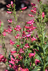 Bejeweled Rose Rhinestones Beard Tongue (Penstemon barbatus 'Rose Rhinestone') at Lakeshore Garden Centres